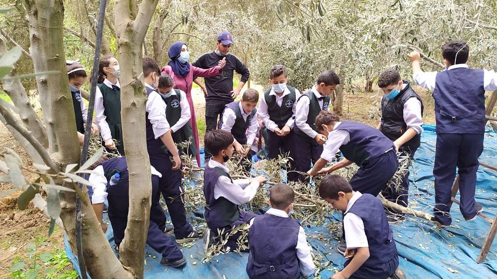 Gaza's youth volunteering at the local olive grove.