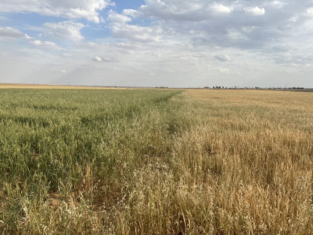 Barley fields in NES.