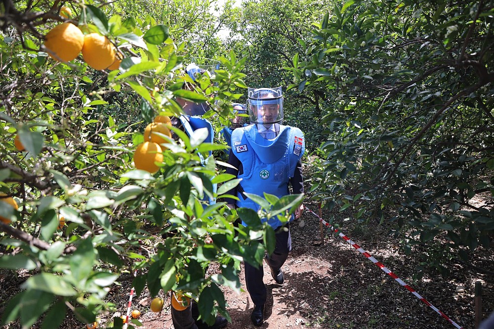 An orange tree orchard being cleared of cluster munitions.