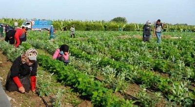 Post clearance – local farmers planting beans and other crops immediately after the site was cleared