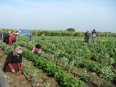 Local farmers planting beans and other crops immediately after the task was cleared.